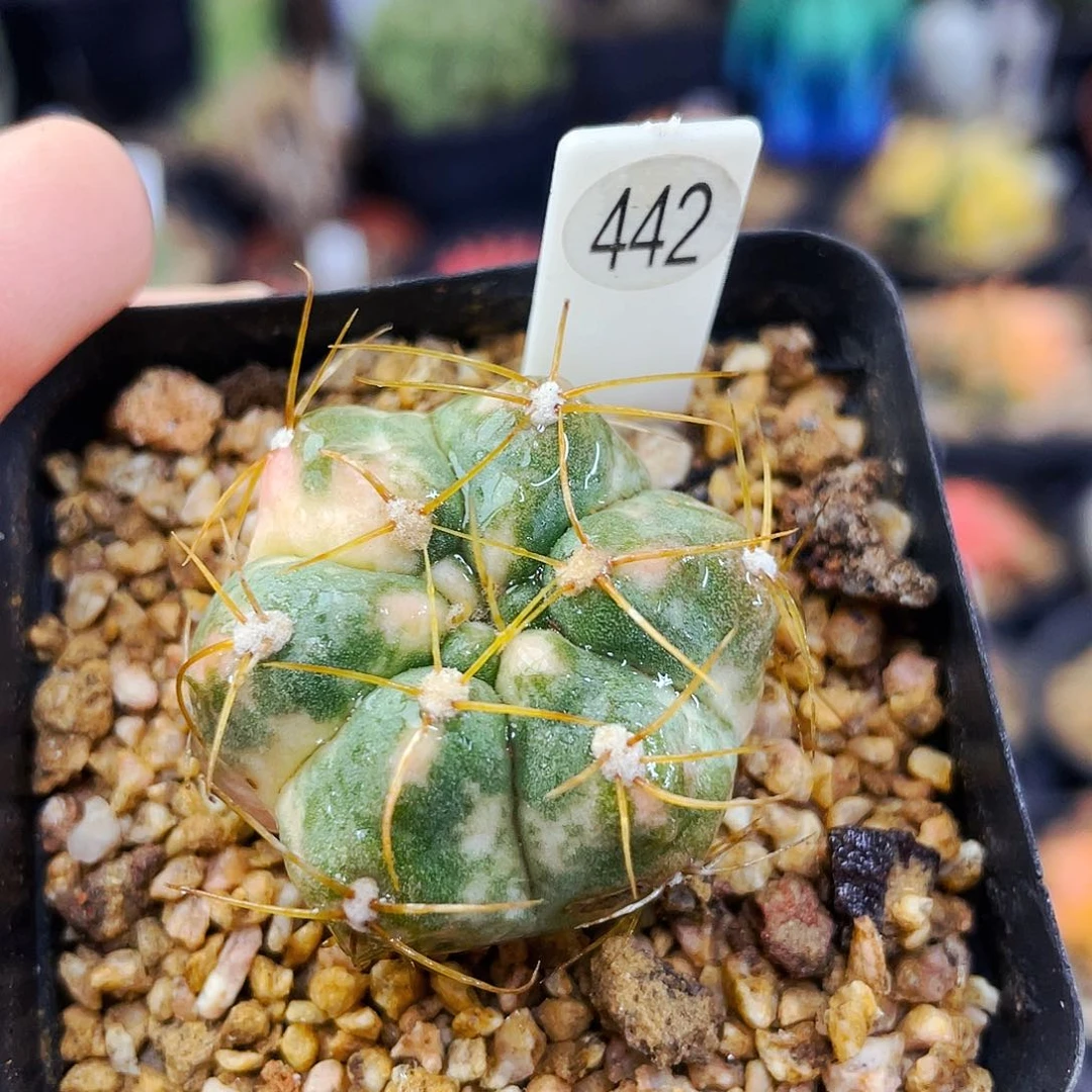 瑕疵非偏远地区满25包邮仙人球