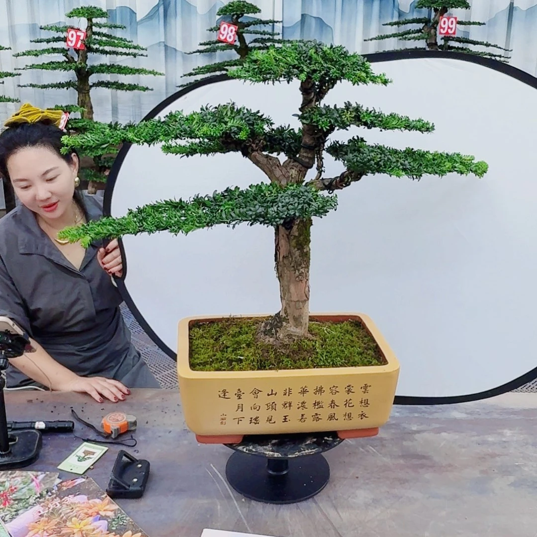 无花朵罗汉松一物一拍888