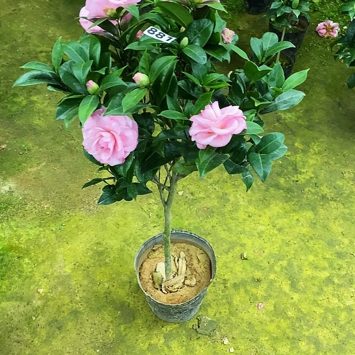 复色美人艳。          茶花。