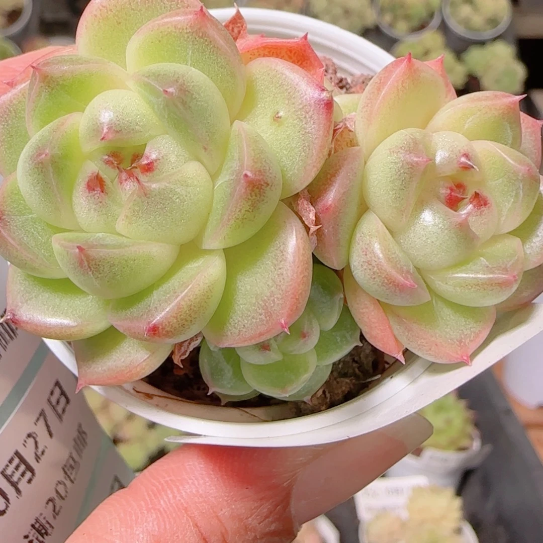 花语逸镜1027-359散