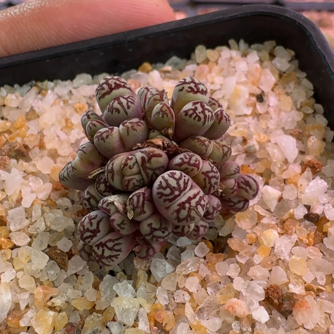 哟***猴云缦精品番杏2.15