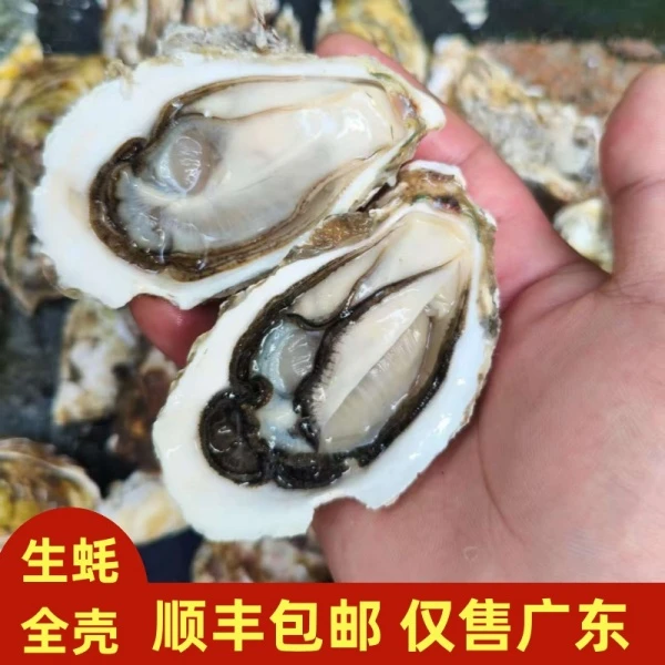 汫洲新鲜鲜活生蚝全壳海鲜原浆牡蛎海蛎子肉烧烤顺丰包邮8斤装