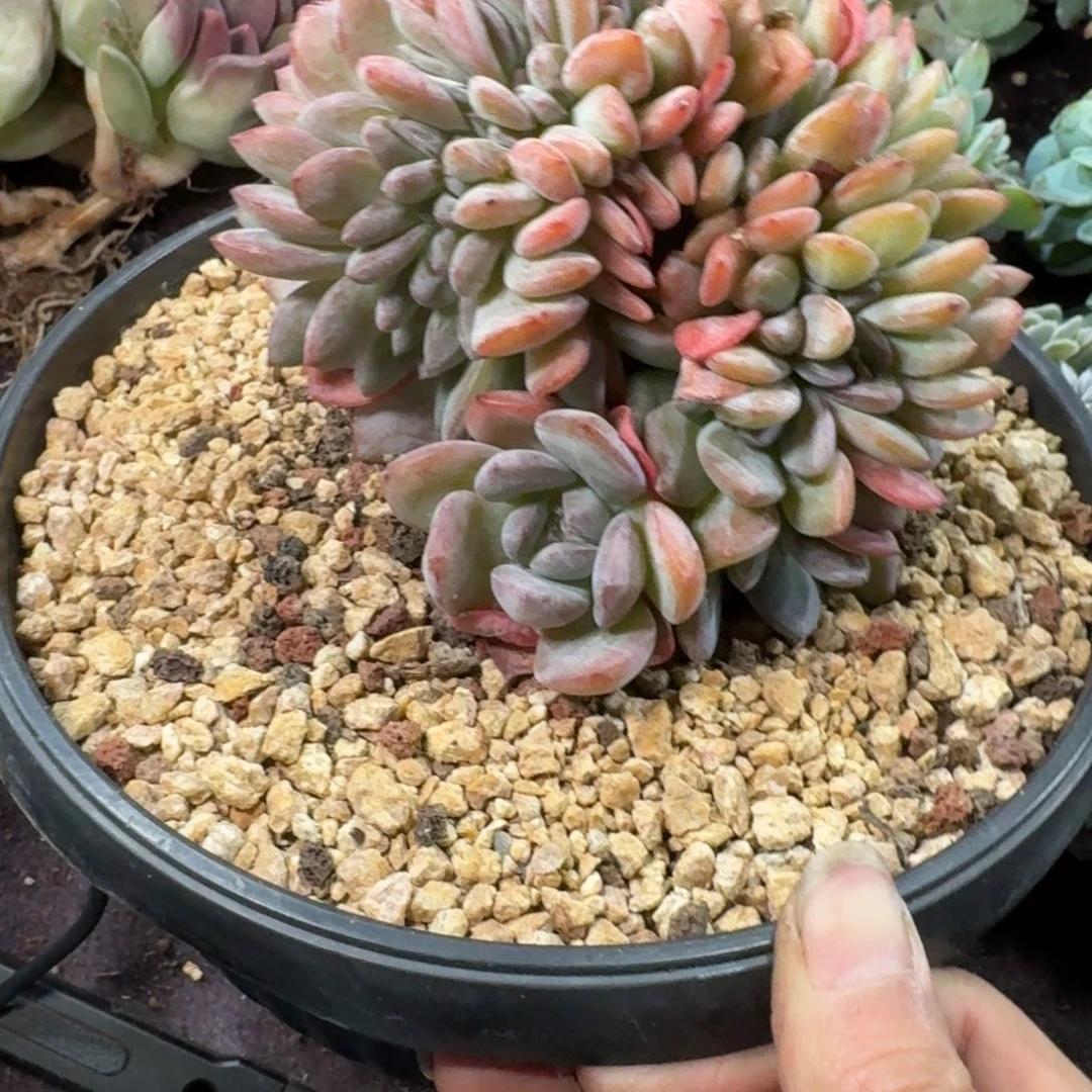 全明星缀化一物一拍带胸花