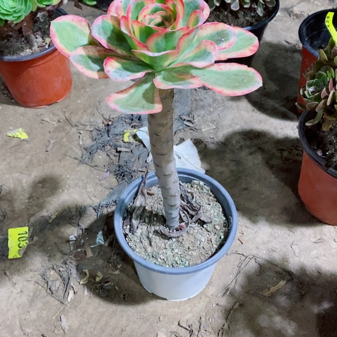 燕姿锦大单头1266