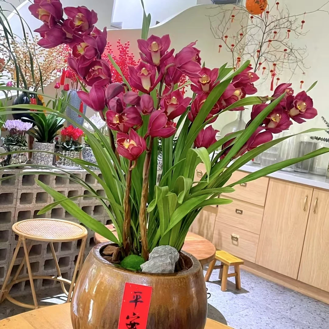 【桌面大红袍】大花惠兰年宵花带花剑发货送礼绿植盆栽