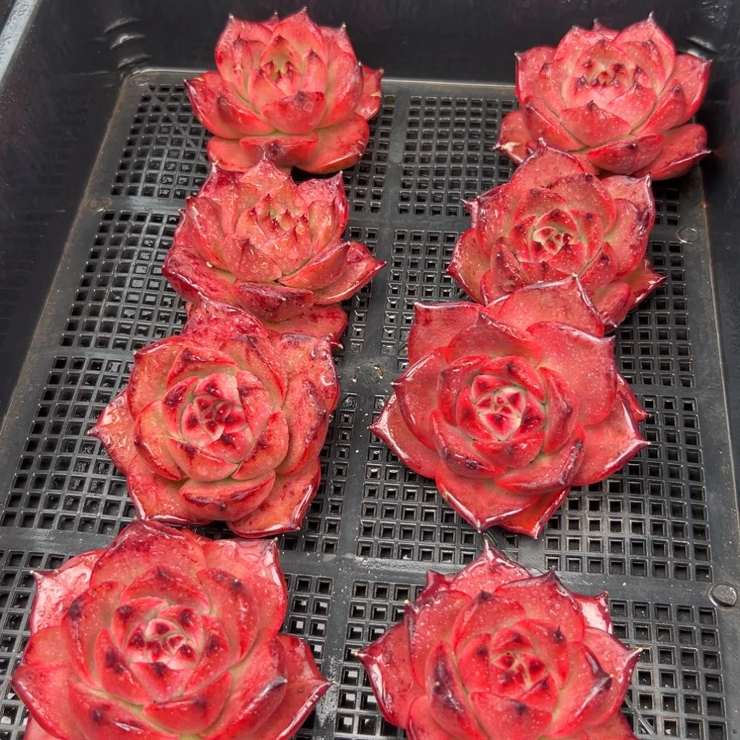 从前慢花园多肉编号1223-红鲤鱼