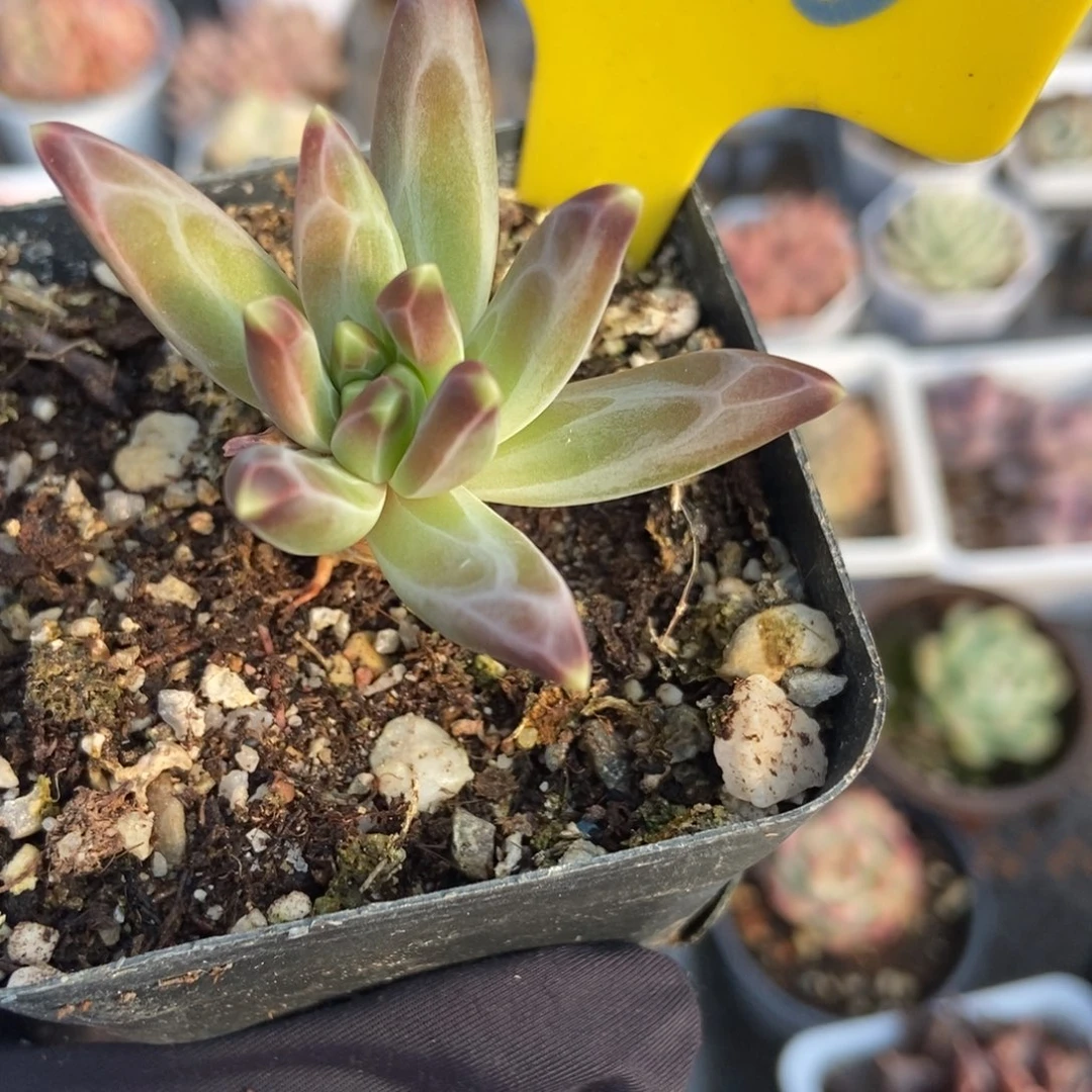 966梵高美人多肉植物保护