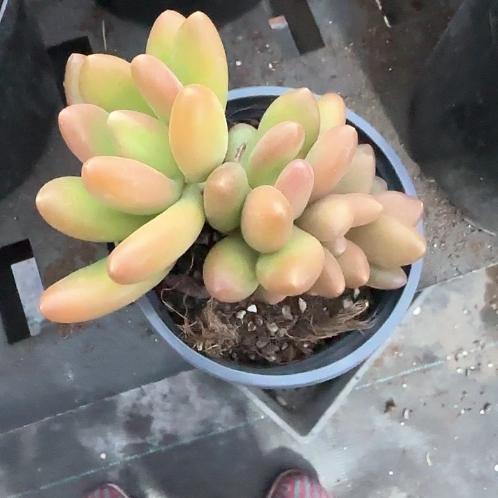 青蛙王子儿童牙膏111