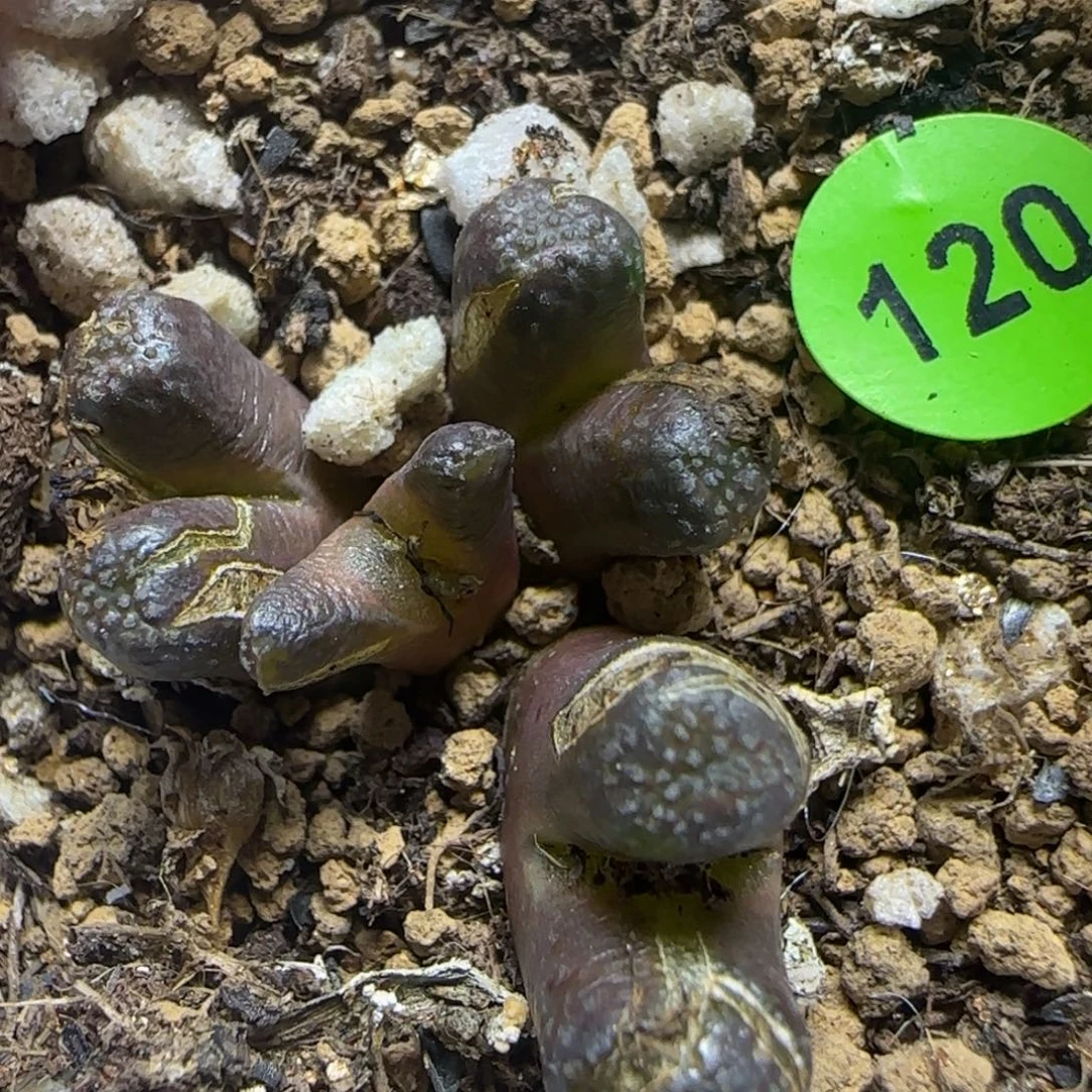 大型火柴头多肉植物120