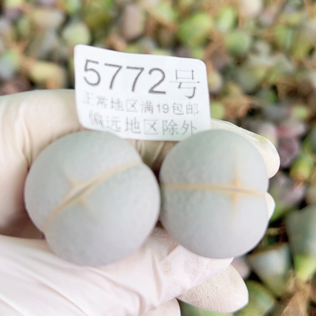 5772四年高尔夫两颗2.6cm左右