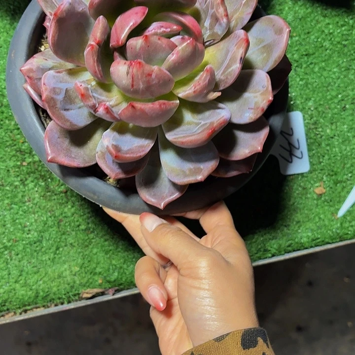 嗯***是丽娟花卉夜磨霞单头