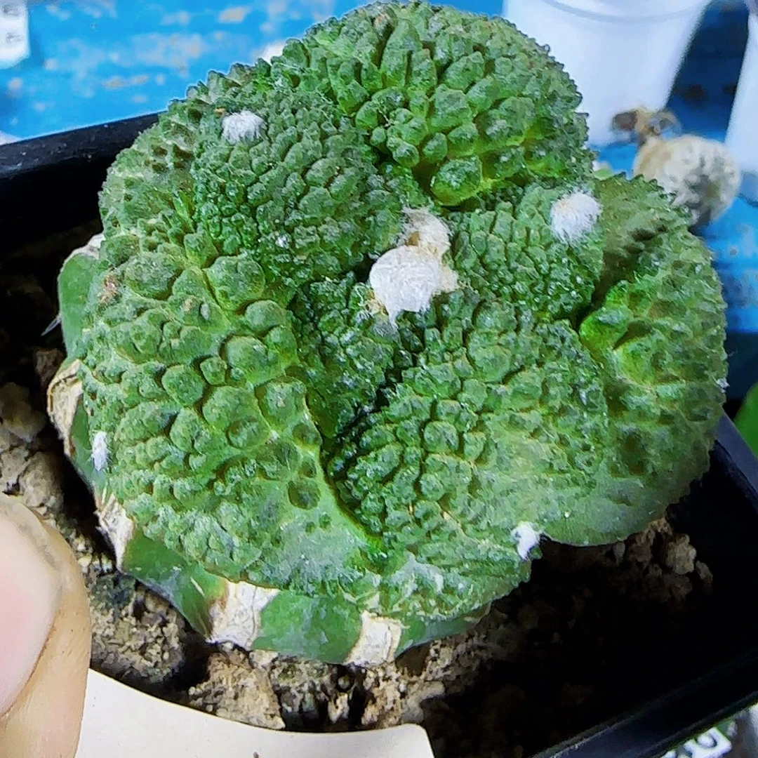 变大尤哥斯拉619。