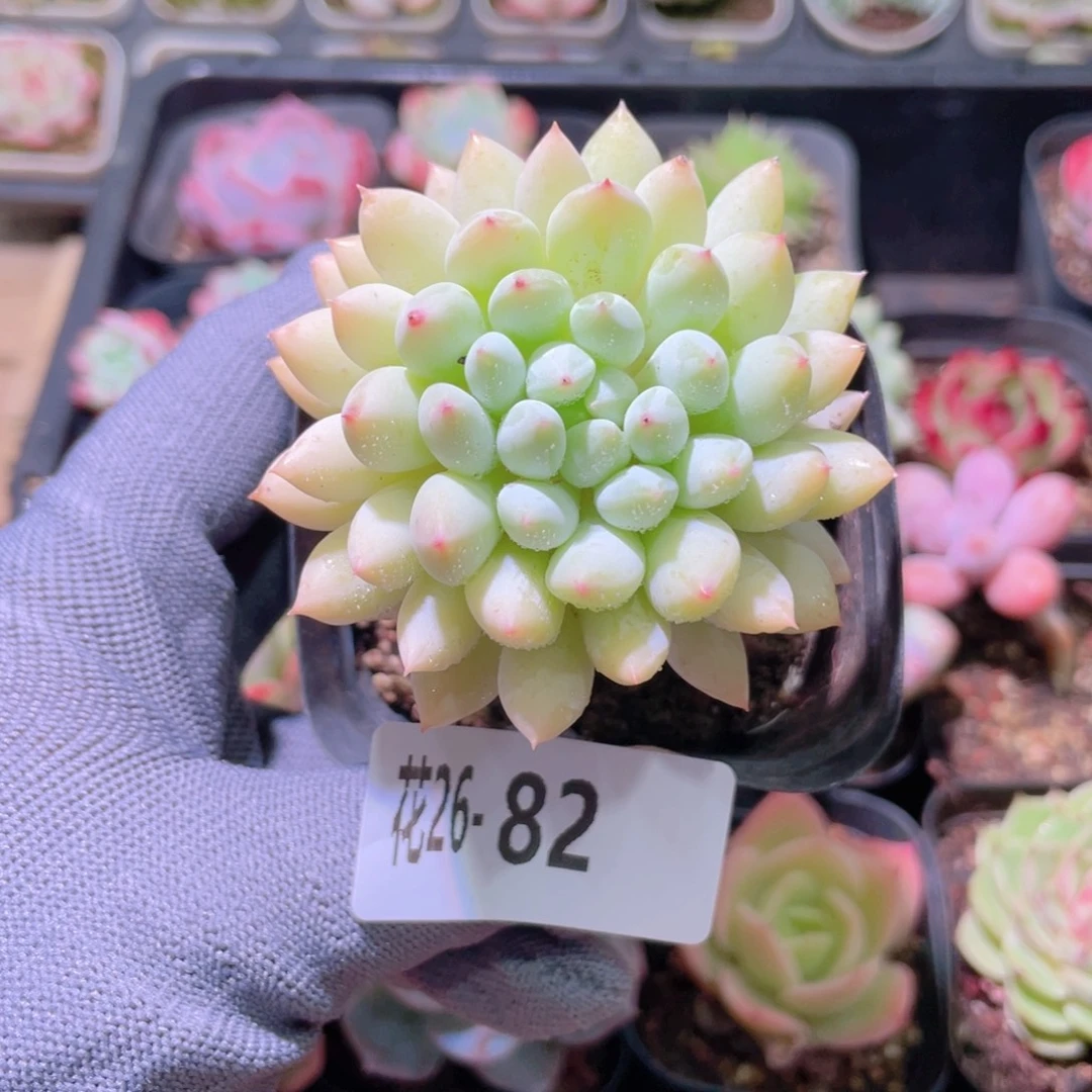 花利美26-82明珠