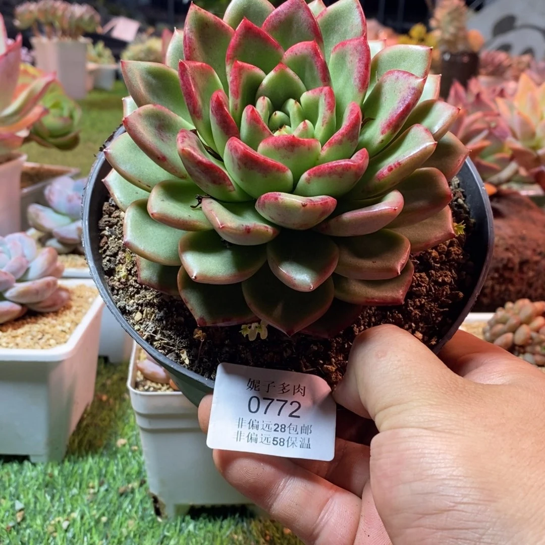 L***吖0772啊啊啊啊啊啊啊啊啊