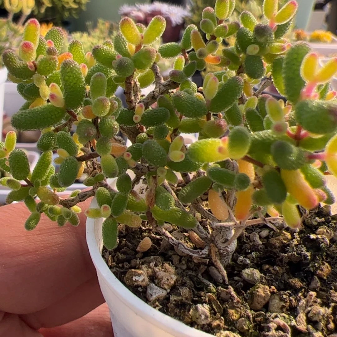 多肉植物枝干假飞机猪