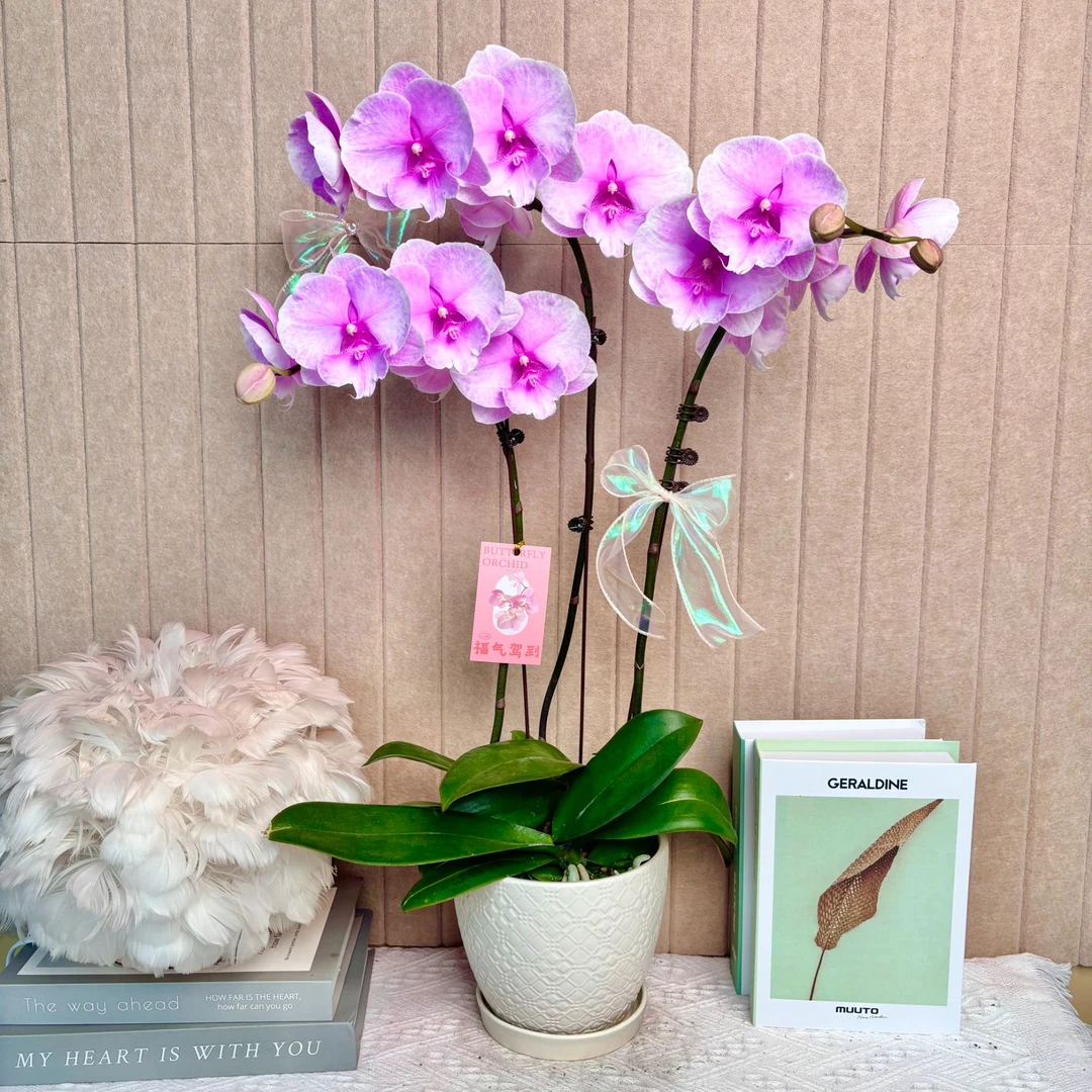 花掌柜 迷雾 蝴蝶兰   欧品进口高端 室内精品观赏 真花