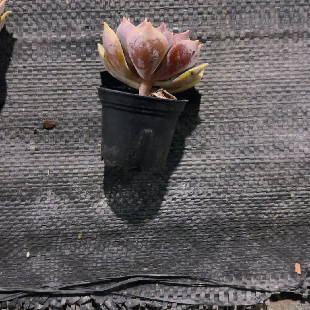 不***呀粉蝶新疆包邮5cm新疆包邮