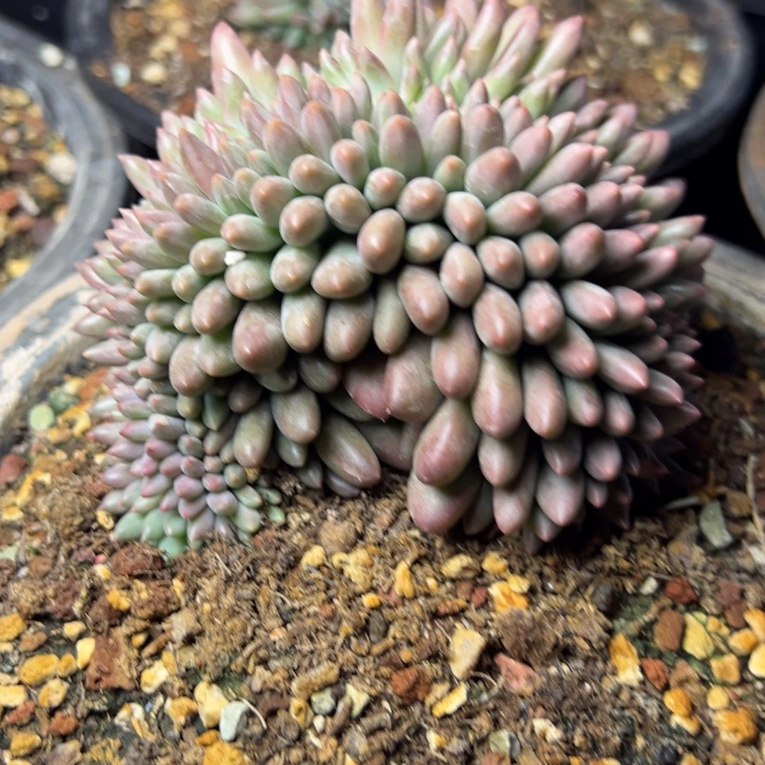 车厘子缀多肉植物15.8