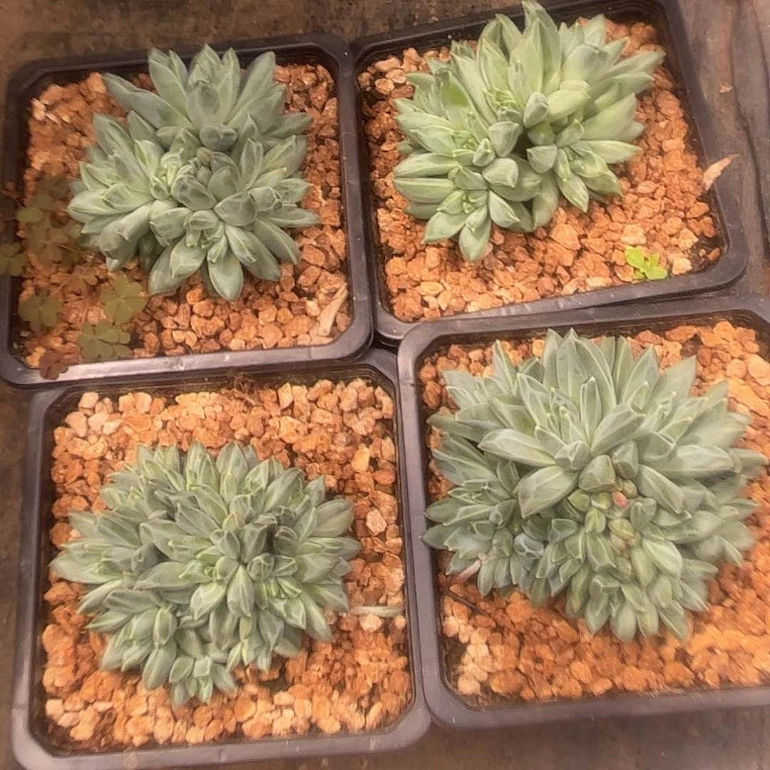 美人00000000000000