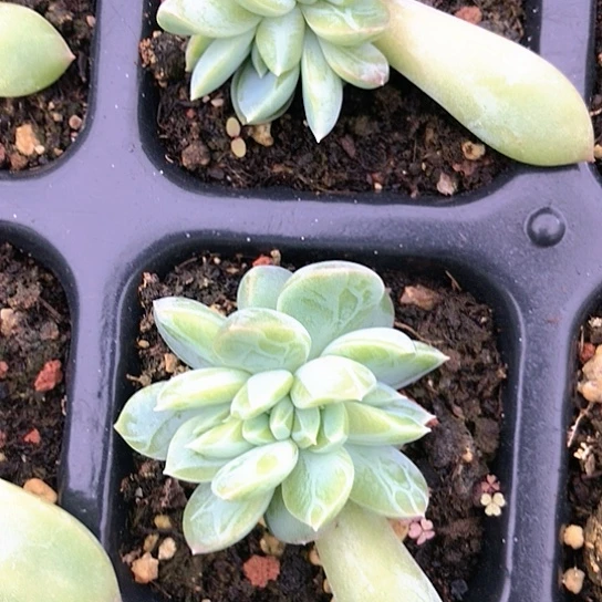 多肉植物组合盆栽小肉肉