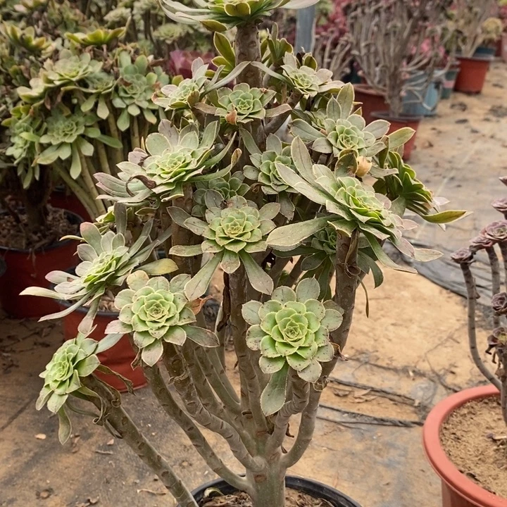 原始绿多肉植物048