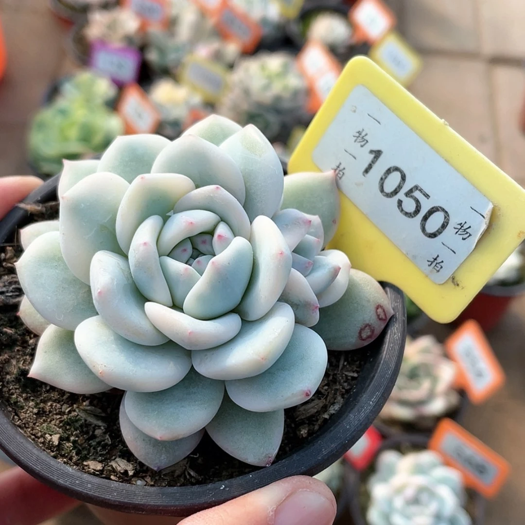 【闪购商品】1050号