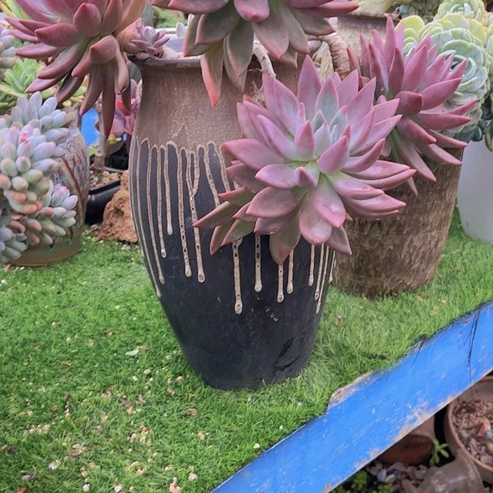 名***露盆发货哈哈哈哈哈哈哈哈哈哈哈