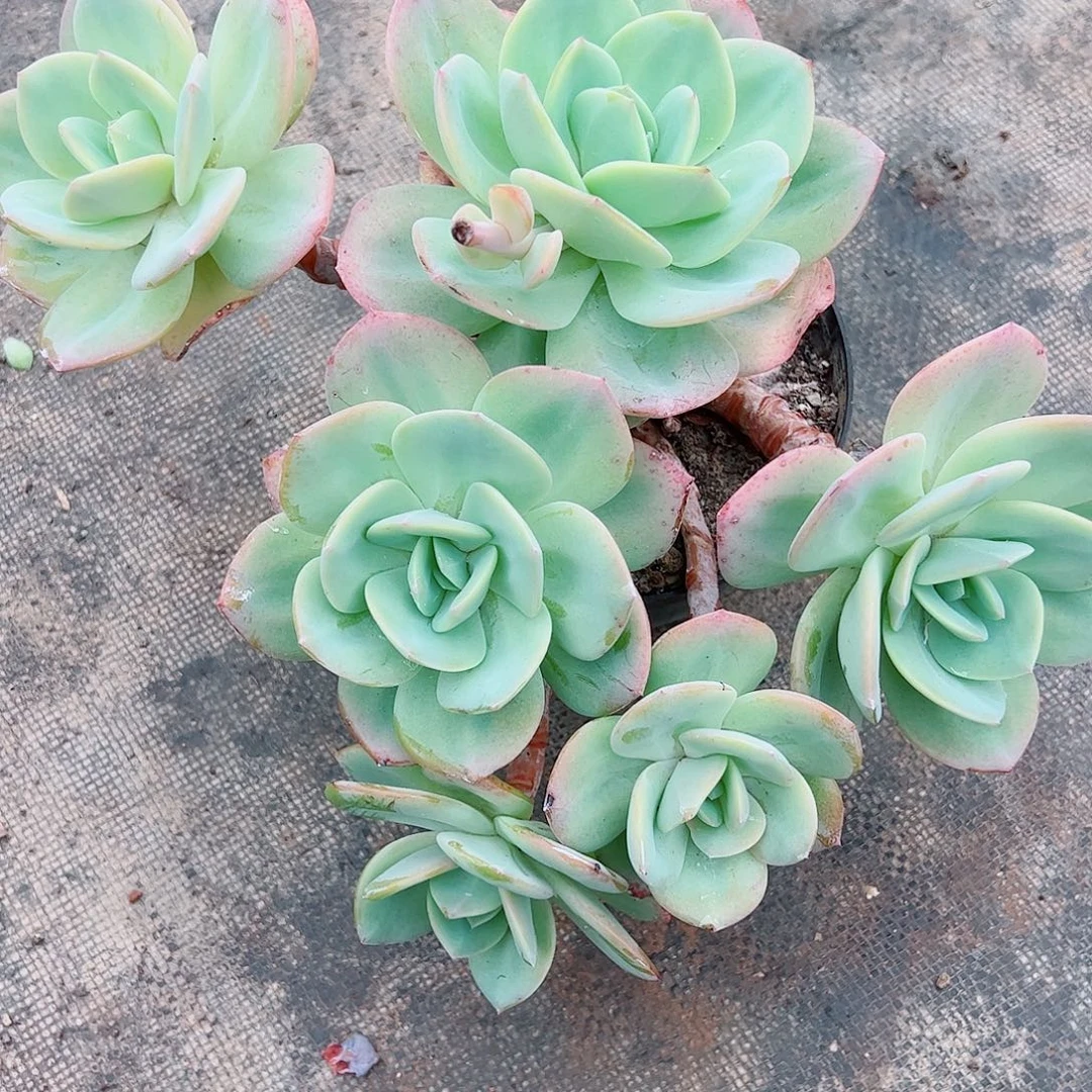 白凤杂老桩，一物一拍