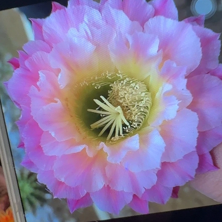 河岸侧芽5公分左右毛花柱（20包邮）