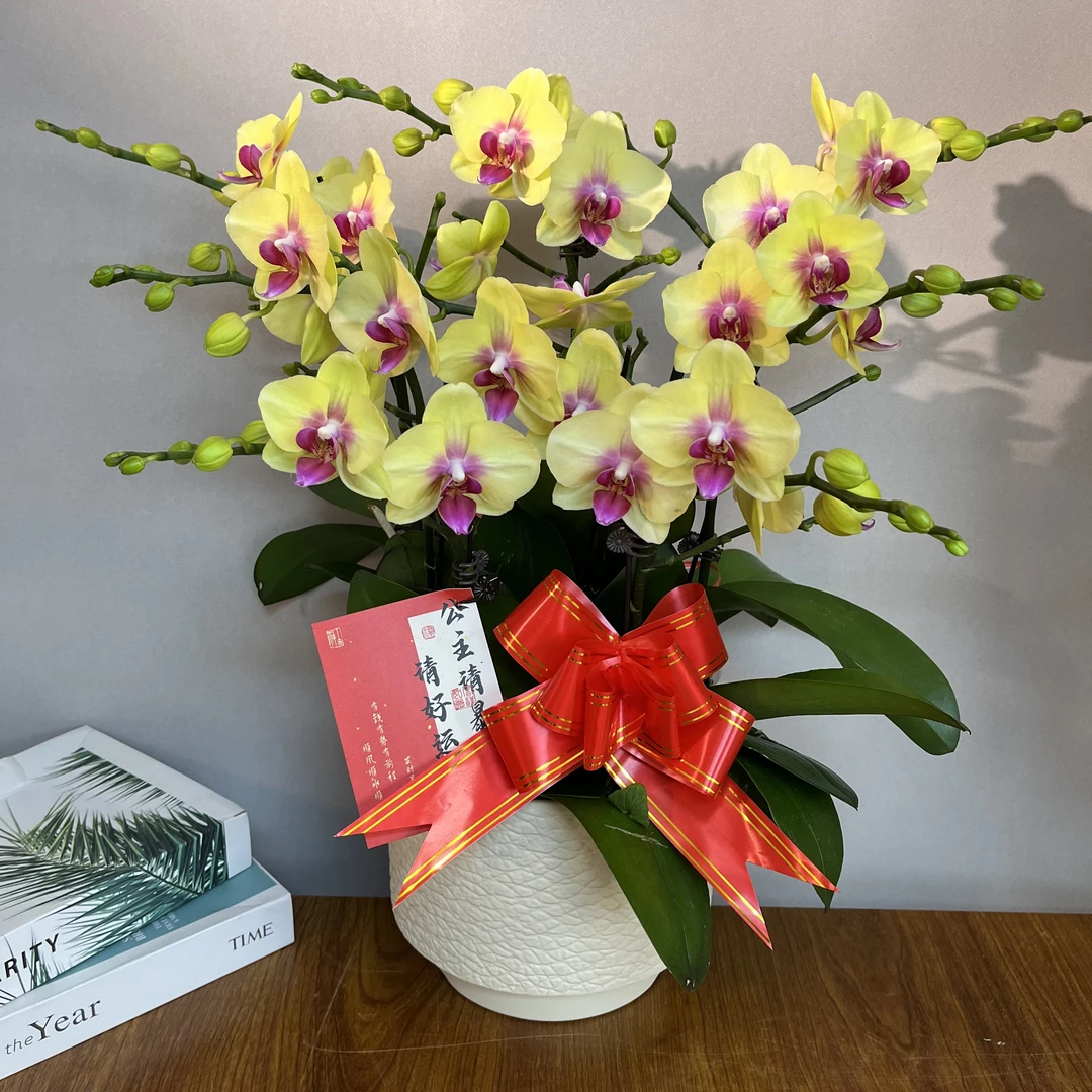 蝴蝶兰（黄金万两）金灿灿高货好养耐养花旗长鲜花室内送礼高端花卉