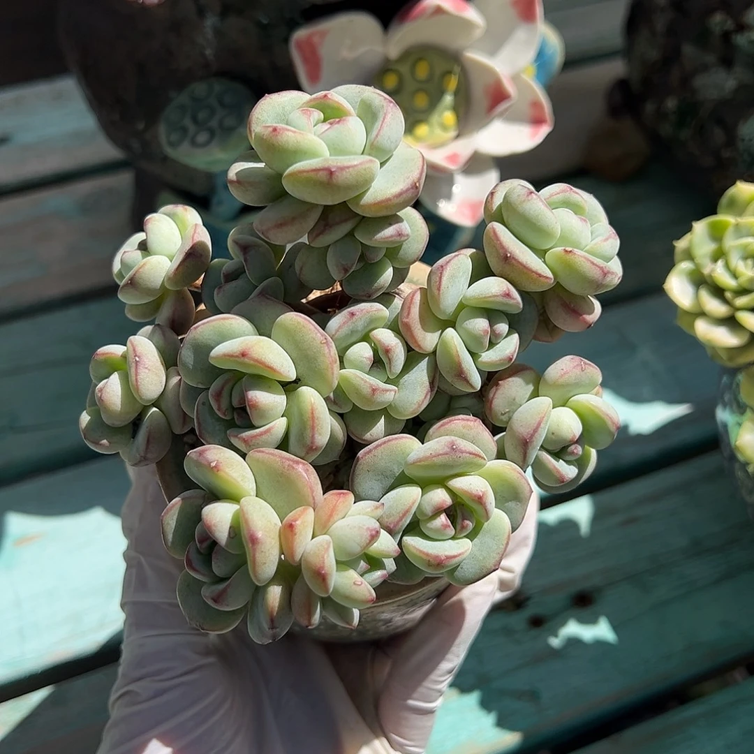 孩***爸孩儿爸专拍香草群
