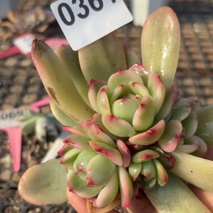 满18包邮当场凑单