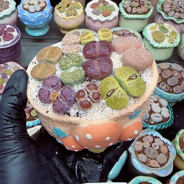 生石花满18包邮1225-8