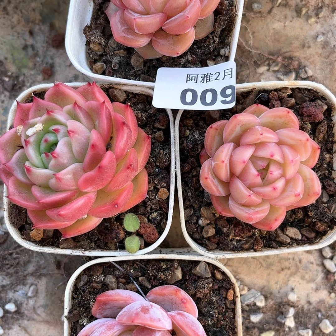 阿雅园艺。   009