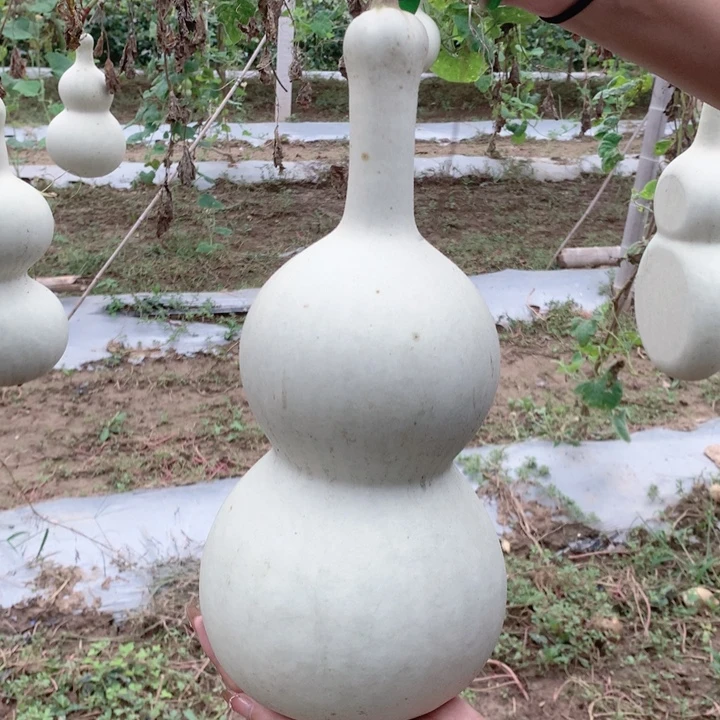 后***王中号现货秒杀现货