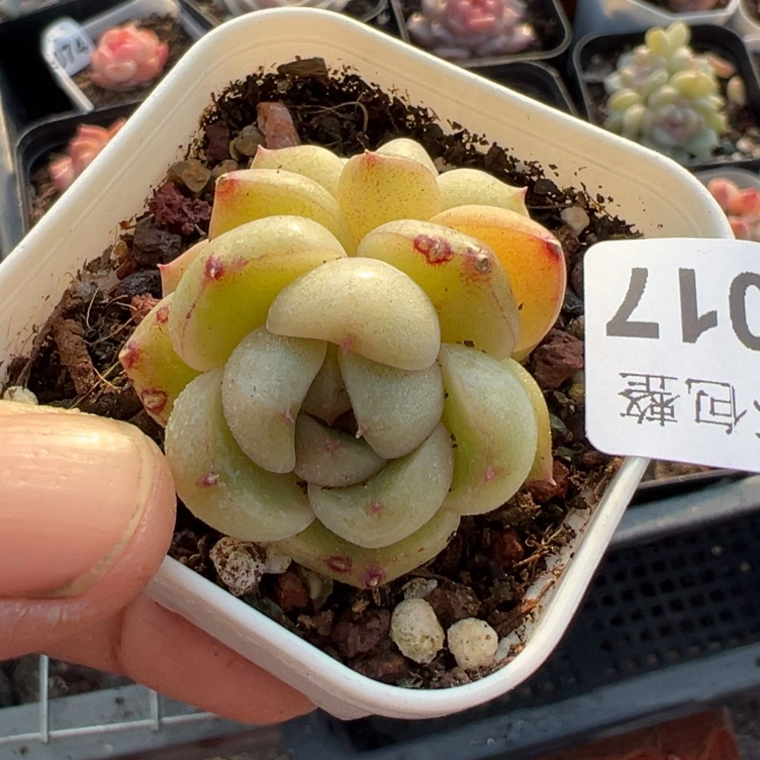 小卡拉米糖心一物一拍26-17