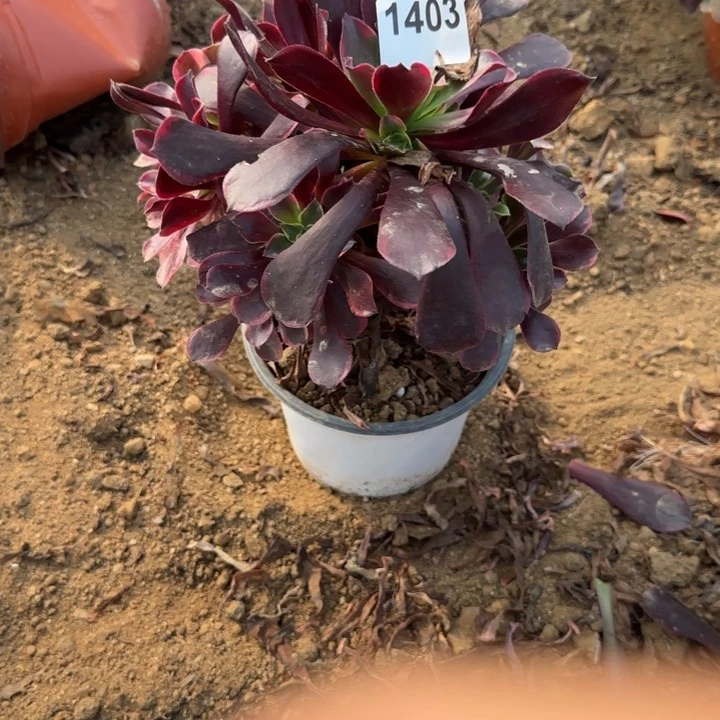 1403金丝确清棚处理不包断枝