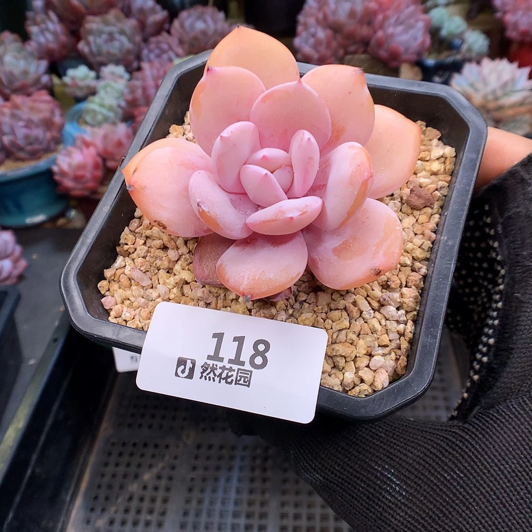 118奶茶多肉植物66666