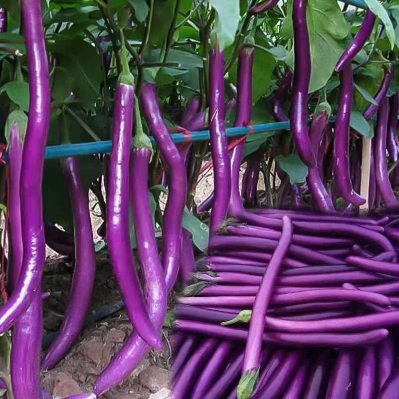 F085紫龙杭茄种子茄子种子紫色茄子种子茄种子高产早熟长茄种子