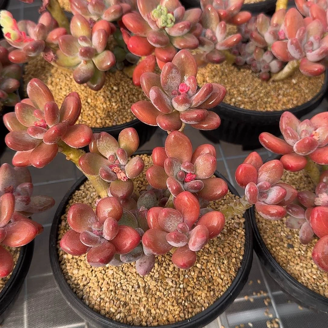 从前慢花园精选苹果奶