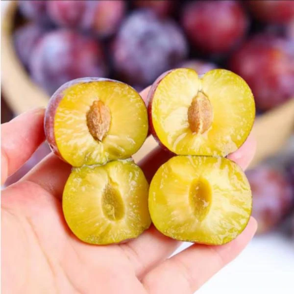 四川阿坝州汶川高山脆红李坏果包赔茂县大果新鲜现摘现发