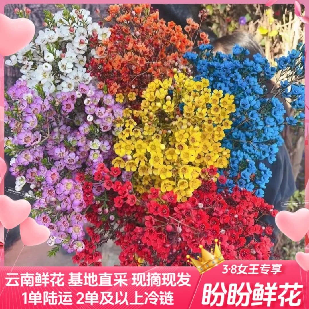 【凑单福利/盼盼鲜花】不选色腊梅 一单陆运/两单升级冷链 云南鲜花