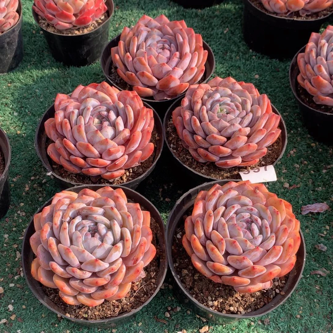 997橙子多肉植物合作