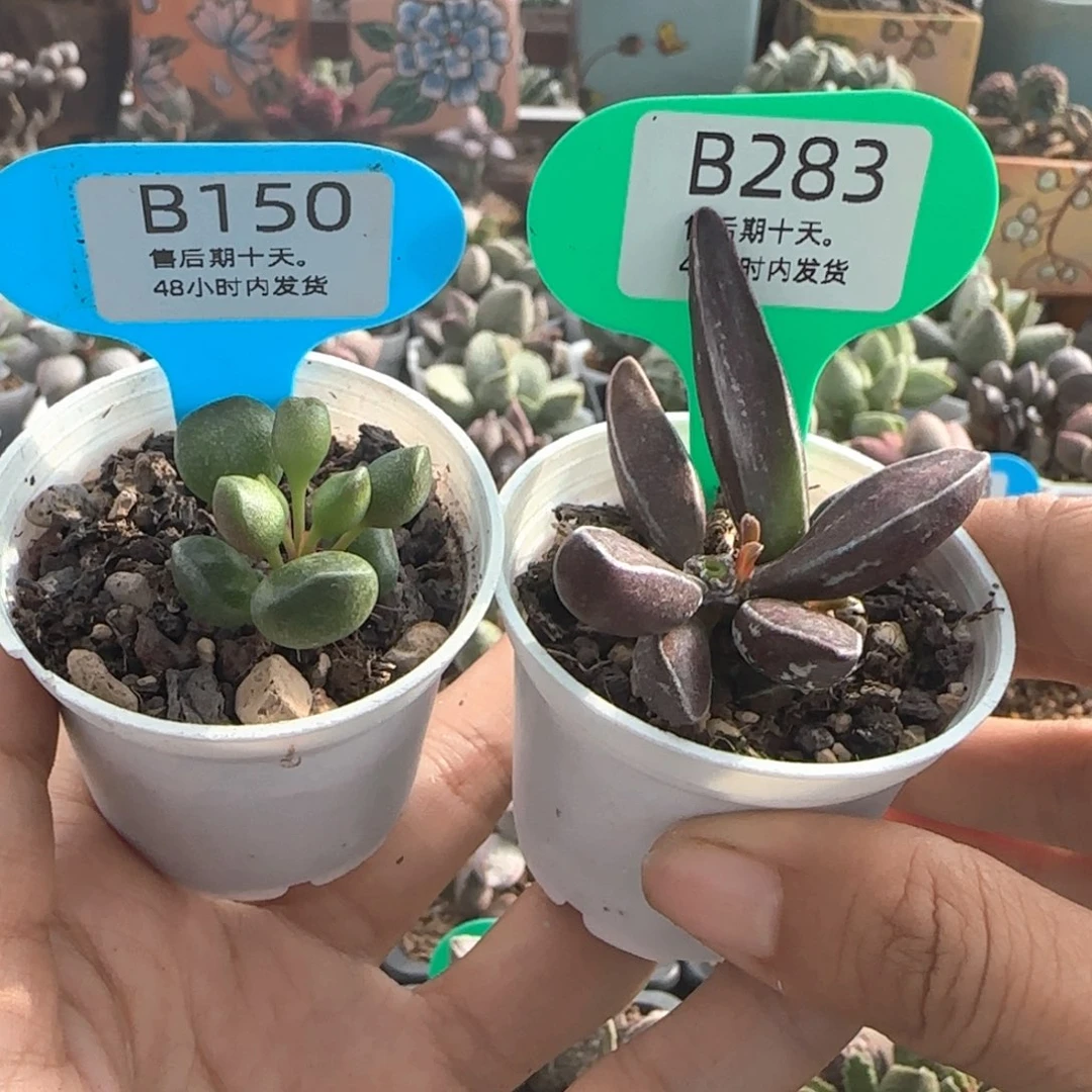 鼓槌加满斑黑肌愣叶150。283。