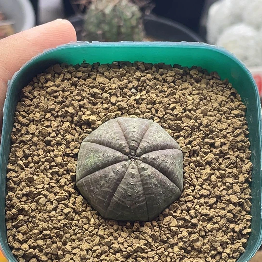 实生欧系布纹球 带盆土包邮