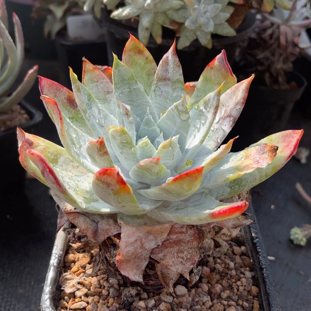 雪山，仙女杯多肉。