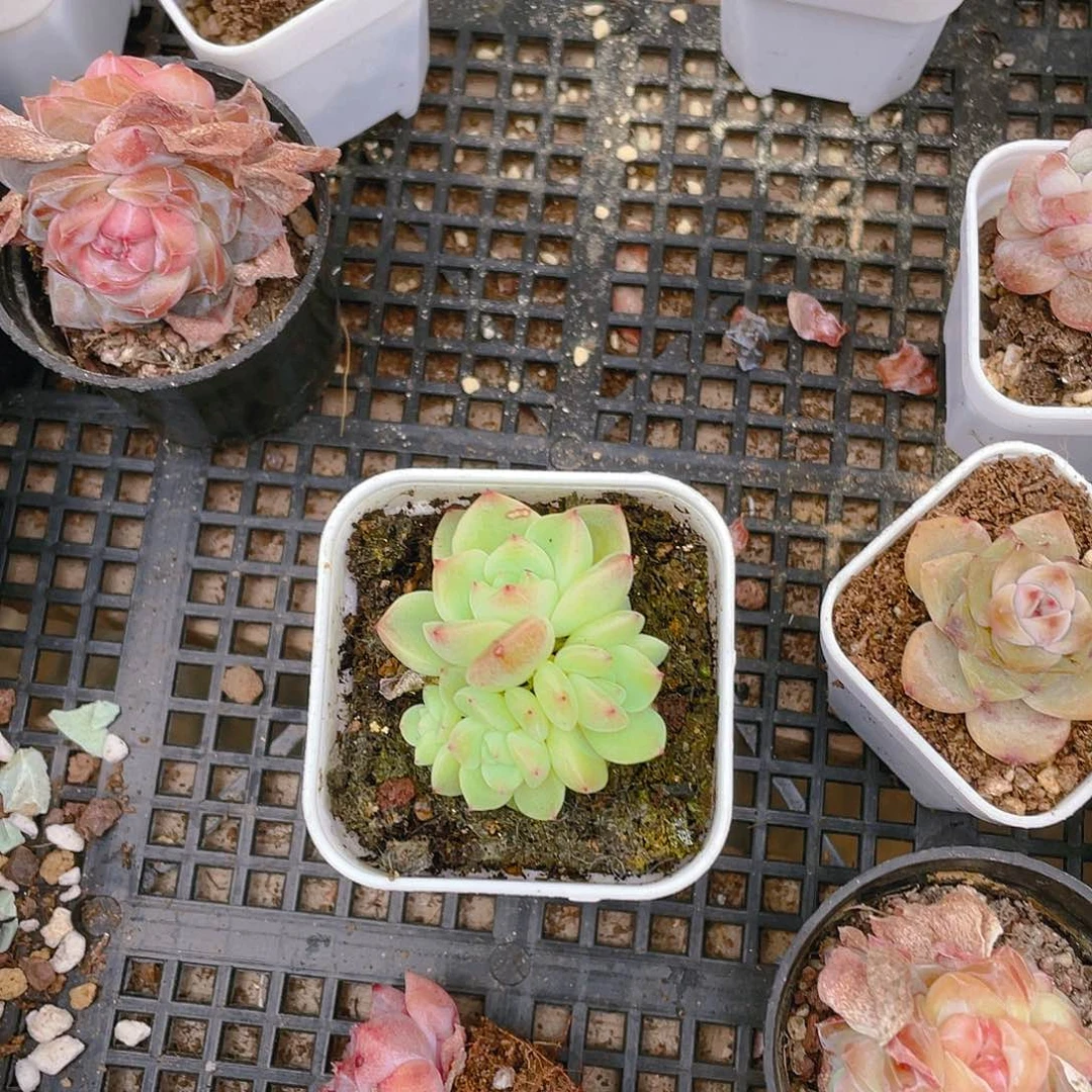 长***224 四头中盆一个满25包邮