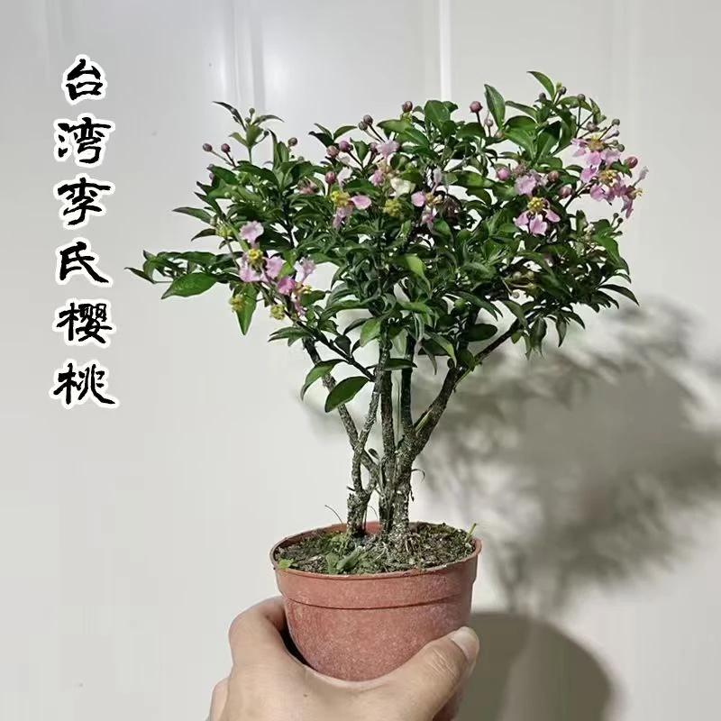 【掌中宝小精品】台湾李氏樱花桌面盆景