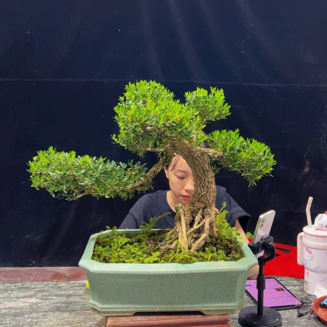 无花朵广东黄杨四季常青