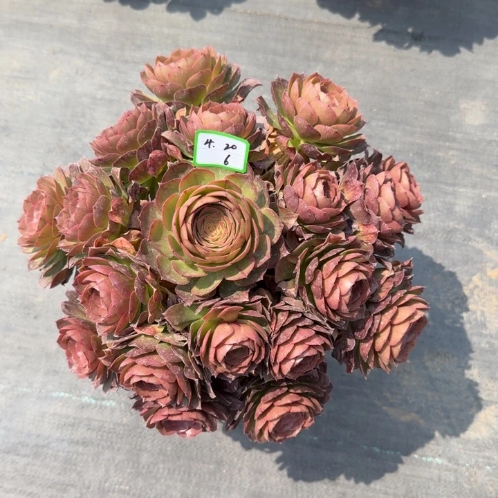 万圣节多肉植物6